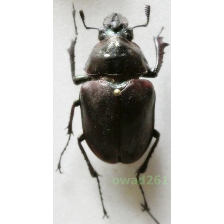 Sphaenognathus feisthameli (Guérin-Méneville, 1838) female 32mm Peru
